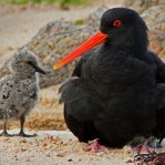 Oyster Catcher & Chick