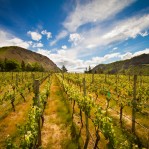 Home to the Oldest Vines in Central Otago