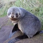 Seals on Otago Peninsula