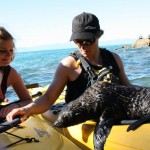 Kayaking with seals, Nelson