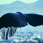 Whales, Kaikoura