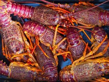 Crayfish, Kaikoura