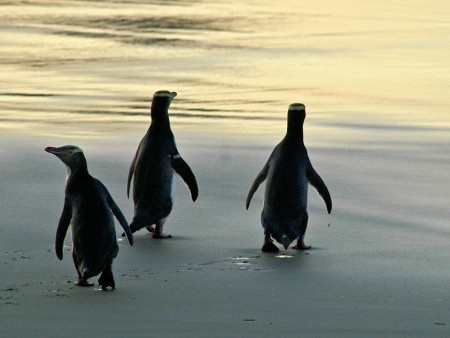 Penguins, Otago Peninsula