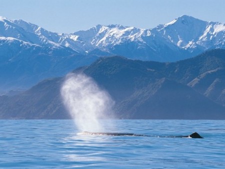 Kaikoura Whales